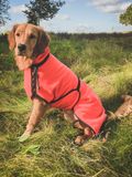 Firedog Thermal Pro Dog Jacket YANKEE chocolate brown S3 38-40 cm