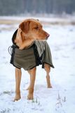 Firedog Thermal Pro Dog Jacket YANKEE chocolate brown D1 35-37 cm