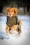Firedog Thermal Pro Dog Jacket YANKEE chocolate brown S3 38-40 cm