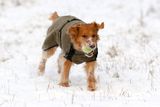 Firedog Thermal Pro Dog Jacket YANKEE chocolate brown S1 32-34 cm