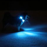 LED Light dog collar LEUCHTIE Easy Charge USB ice blue 55 cm