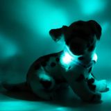 LED Light dog collar LEUCHTIE Mini turquoise 27,5 cm