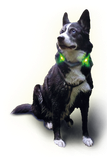 LED Light dog collar LEUCHTIE Plus turquoise 52,5 cm