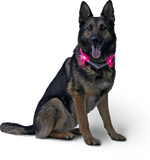 LED Light dog collar LEUCHTIE Easy Charge USB hot pink 45 cm