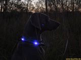 LED Light dog collar LEUCHTIE Easy Charge USB blue 35 cm