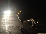 LED Light dog collar LEUCHTIE Plus hotpink 42,5 cm