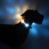 LED Light dog collar LEUCHTIE Easy Charge USB ice blue-vanilla 37,5 cm