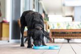 SloDog® Slow Dog Feeder 35 x 26 cm turquoise