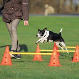 Trixie Dog Activity Obstacle Set L (2 pcs)