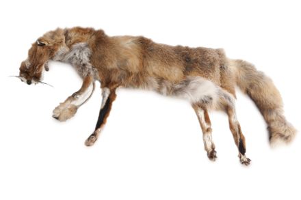 Firedog Fox dummy 2,5 kg